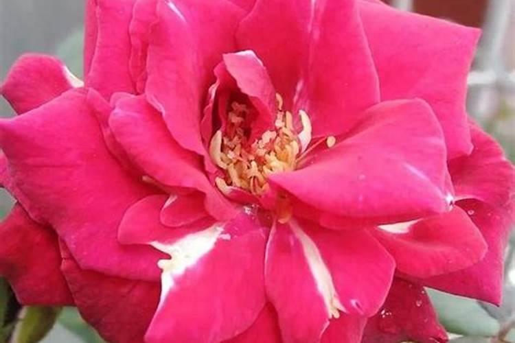 月季花为什么只长枝条而不开花？