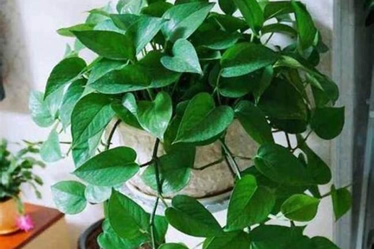 种白芨用什么肥料