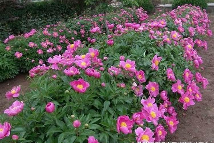芍药施肥时间和方法,芍药喜欢什么肥料