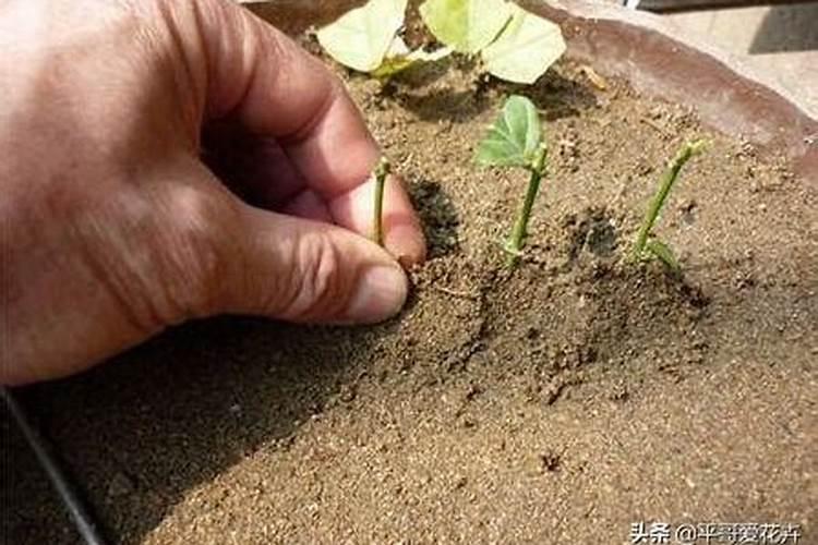 怎样才能让茉莉重新发芽生根？