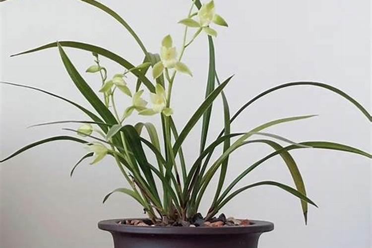 兰花用什么肥可以多开花,自制兰花肥料方法