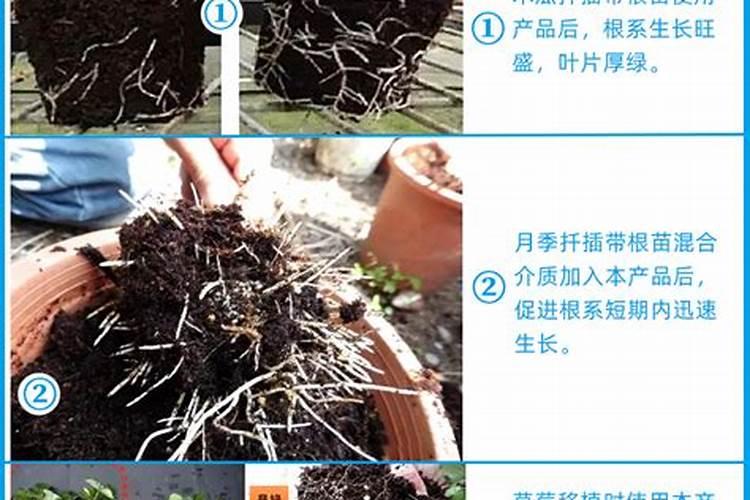在养花时如何使用磷肥