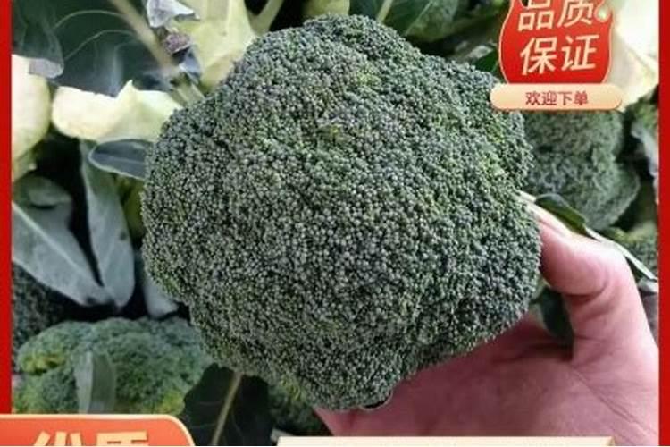 盆花生产的专用肥对盆栽的好处有哪些？