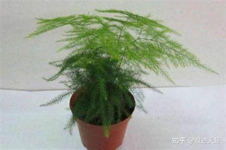 文竹换盆需要修根吗,怎样给文竹换盆