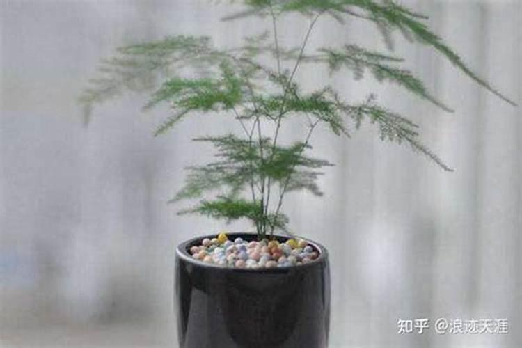 大神给讲一下文竹换盆多久浇一次水？注意事项有哪些呢