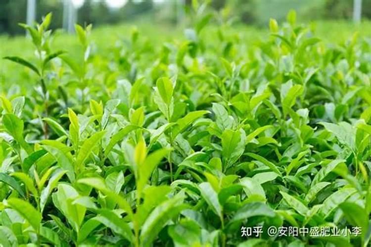 茶树盆栽怎么修剪