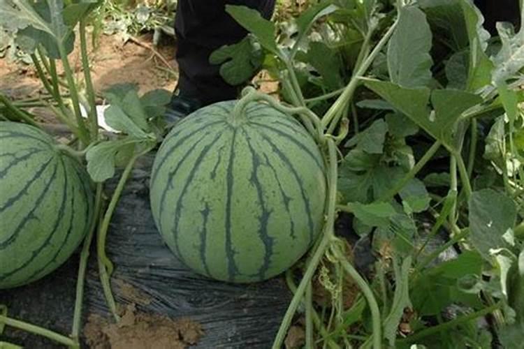 西瓜30多天能施肥吗？