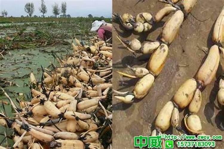 莲藕用什么肥料产量高 施肥方法有哪些