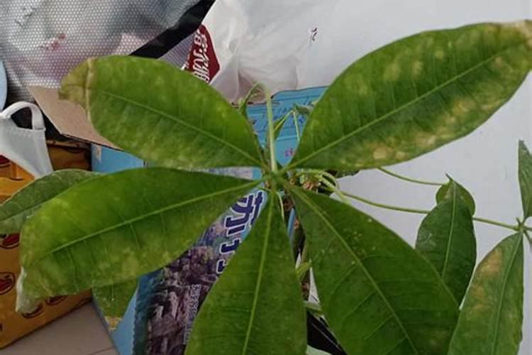 翡翠酸洗的作用 为什么要酸洗翡翠