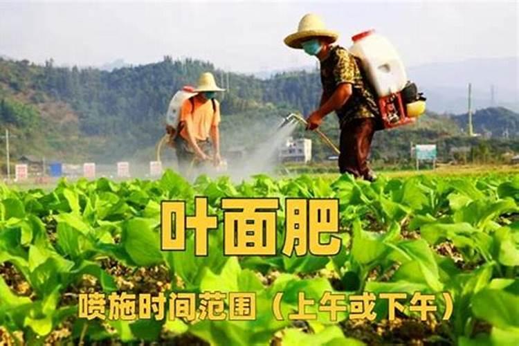 氨基酸叶面肥果树涂杆枝术怎么操作？