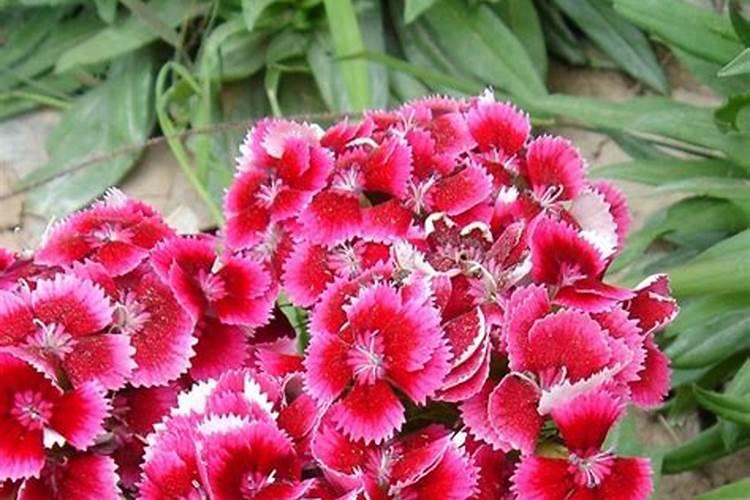 这是什么花草