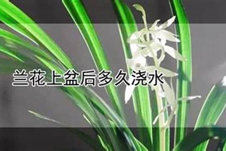 刚上盆的兰花多久施肥