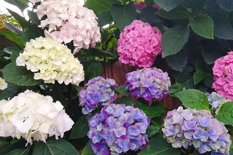 绣球多久施肥 绣球花需施肥的时间是多久？