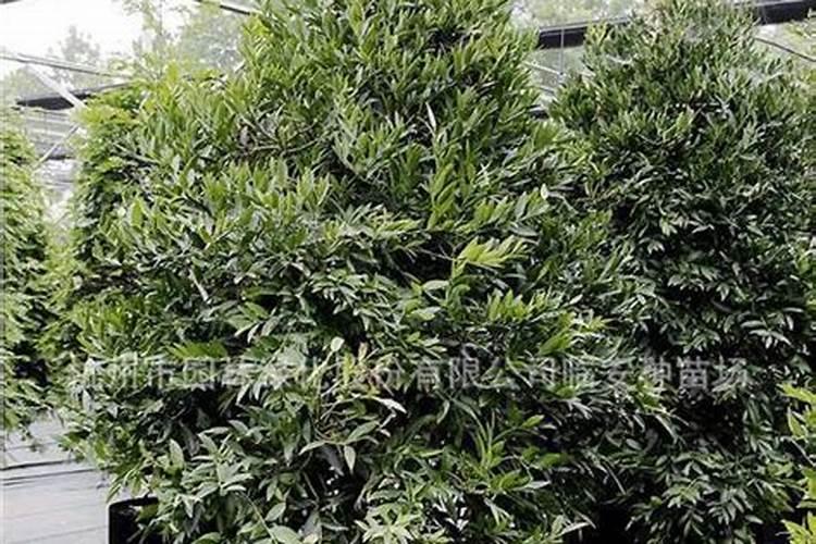 竹柏用什么肥料好