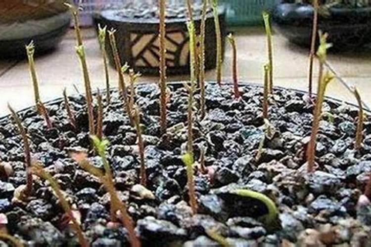 种豆需要看日子,农民种黄豆有哪些技巧？