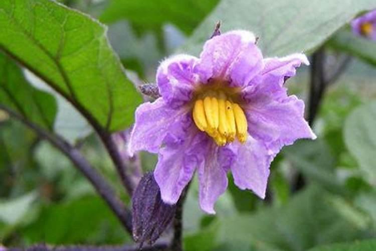 茄子开花前可不可以冲施钙硼肥？