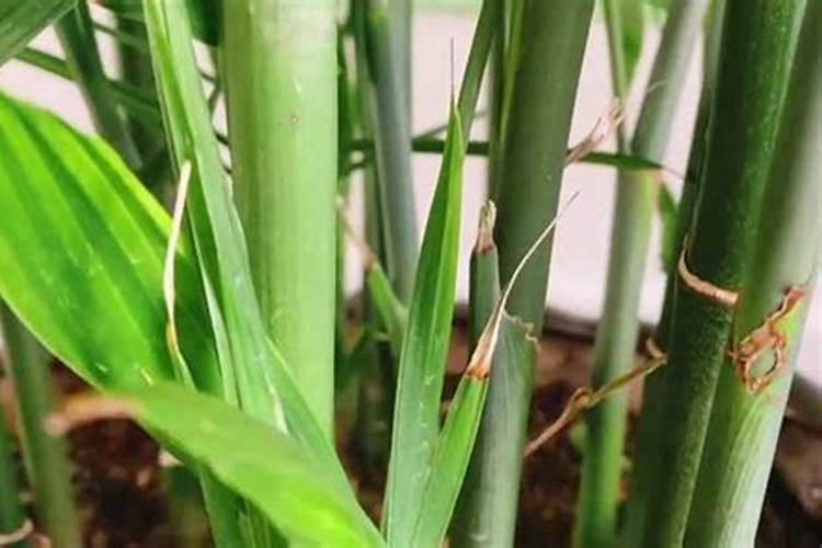凤尾竹用什么肥料最好