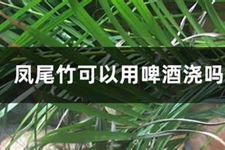 凤尾竹怎么施肥