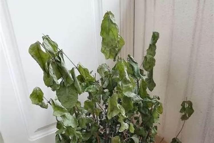 辽宁柳惠产品介绍