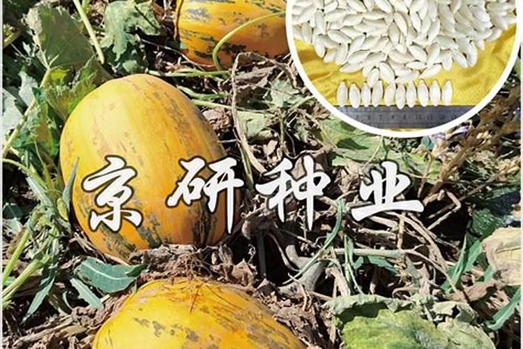 农村种葫芦瓜的话,需要注意哪些？