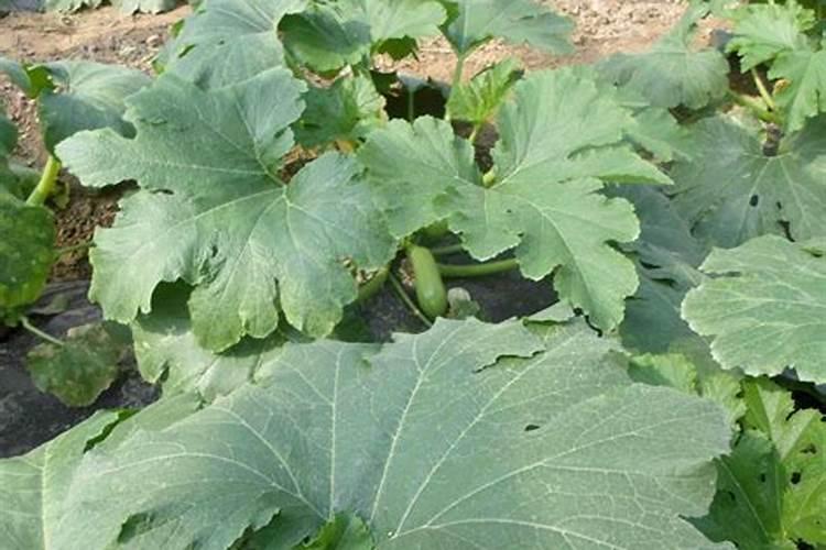西葫芦肥料的禁忌 西葫芦需要什么肥料
