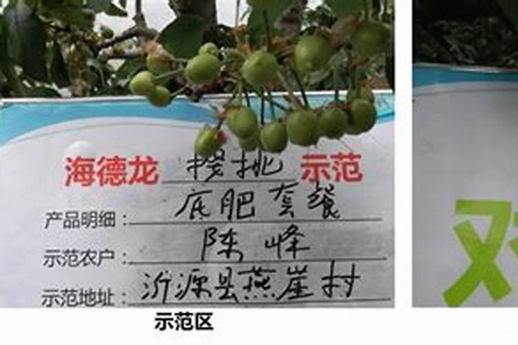 如何防止樱桃裂果？