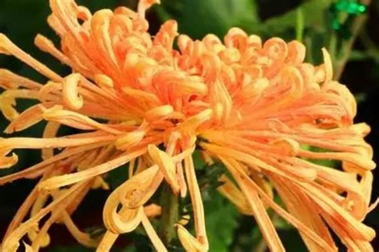 怎样养好菊花 如何养好菊花