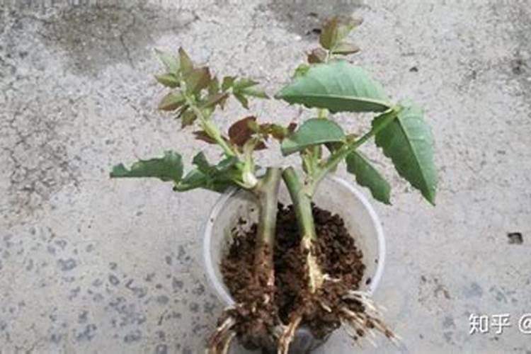 养花花肥用什么肥料好