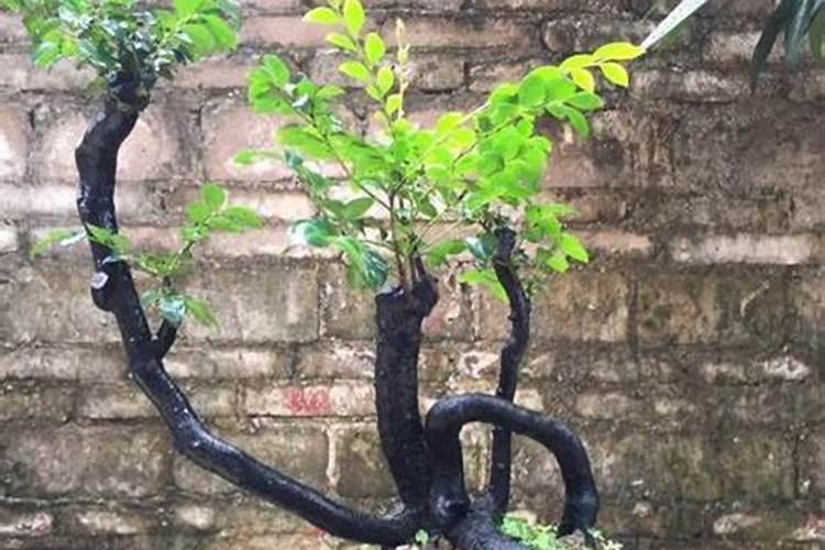 黑骨茶盆栽怎么养 黑骨茶可以压条繁殖吗