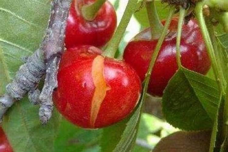 钙肥冲施滴灌好还是叶面喷施好？