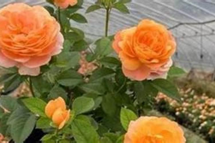 玫瑰花应该如何养殖？