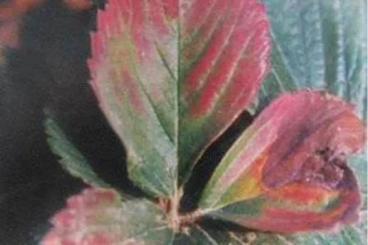 草莓黄叶是怎么回事 叶子发黄缺的元素(原因和解决方法)