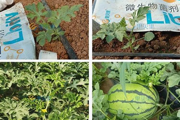 大棚西瓜用的冲施肥是多少次性投入还是一次性投入？