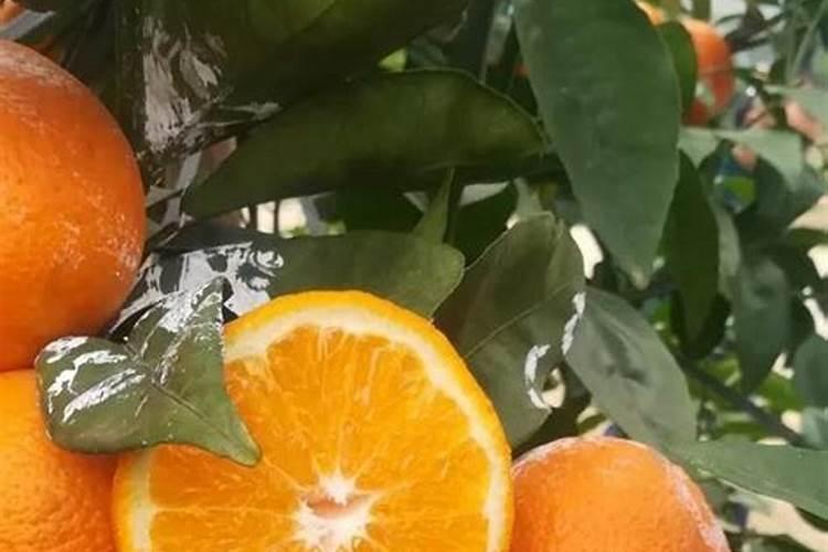 沃柑保果的最佳配方