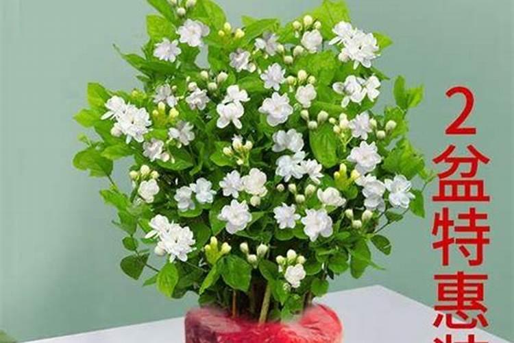 移栽的花苗多久施肥 移栽后的花苗什么时候需要施肥？