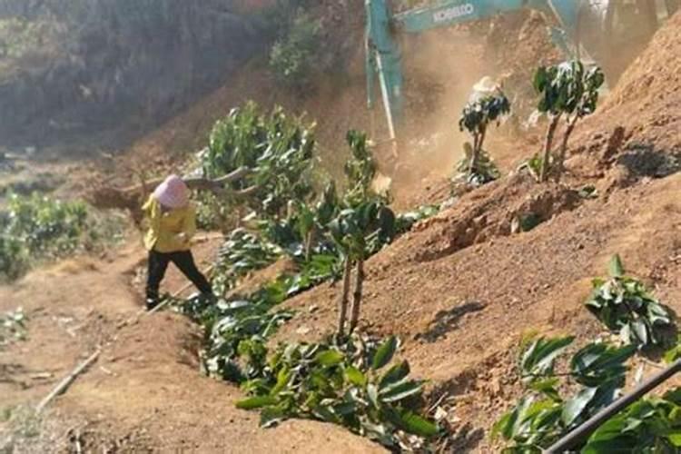 水容肥给果树多久施肥一次