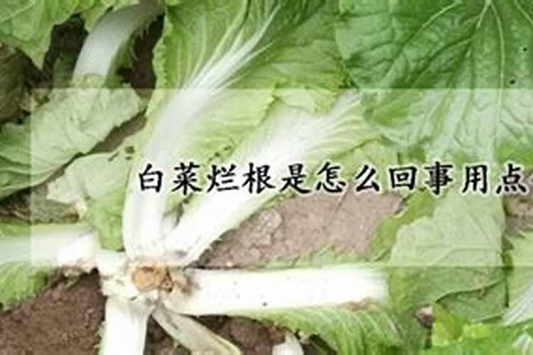 怎样给白菜巧追肥