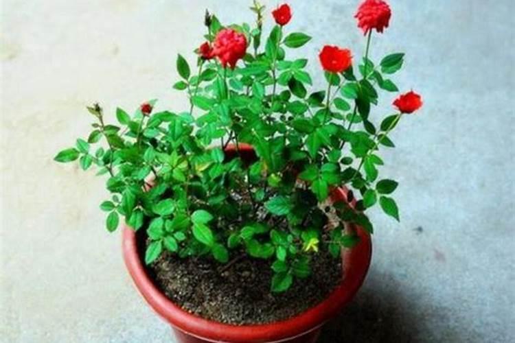 月季花小苗怎么施肥