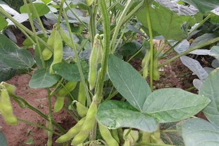 种植毛豆需要施什么肥