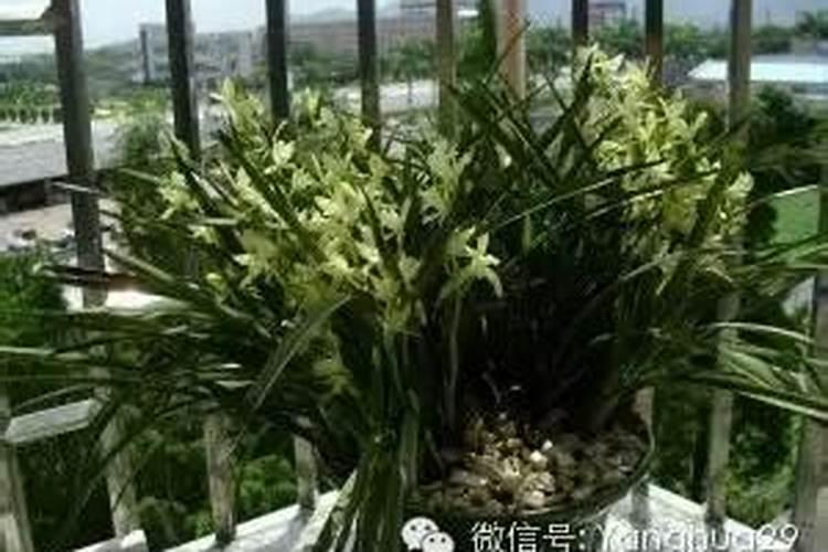 建兰施什么肥
