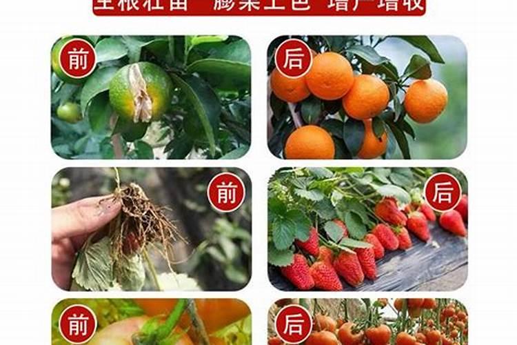 可用于实验室进行花青素富集与浓缩的小型设备？