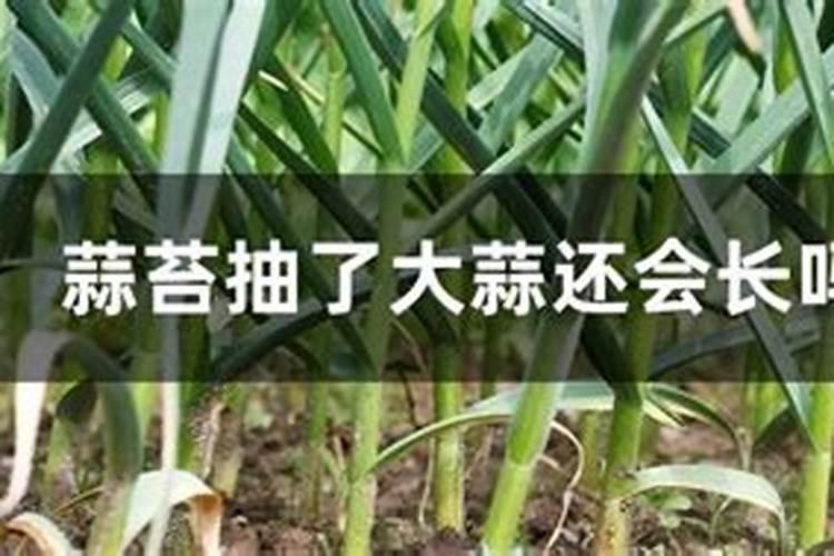 夏季玉米追施撒肥秋季种大蒜有影响吗？