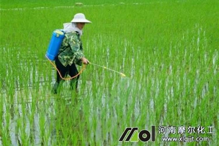 水稻的哪些时期可以喷施叶面肥？