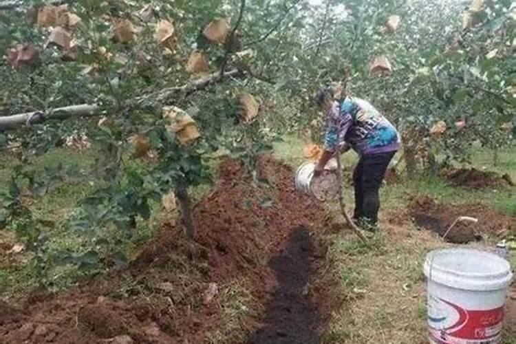 有机肥的正确使用方法