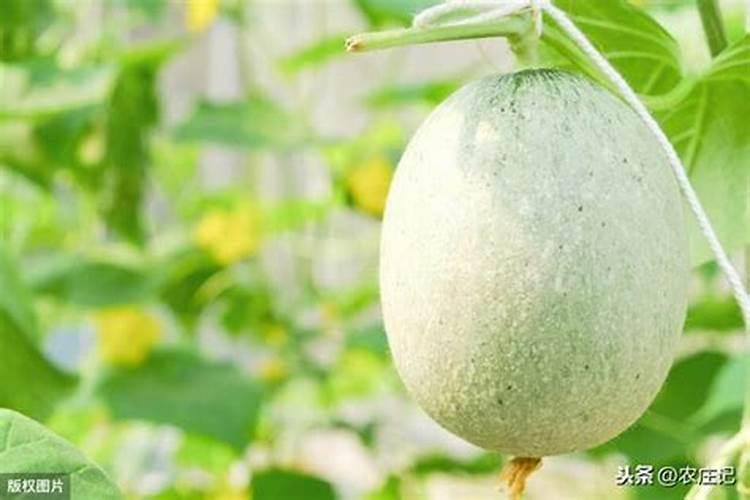 香瓜开花挂果期喷高钾叶面肥好还是高磷叶面肥好？