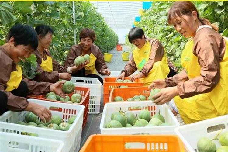 种香瓜用什么肥料最好