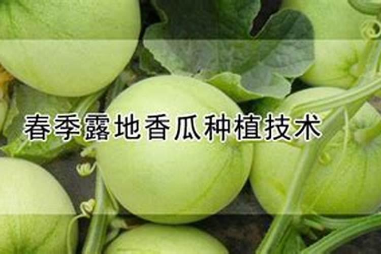 香瓜施什么肥料最好
