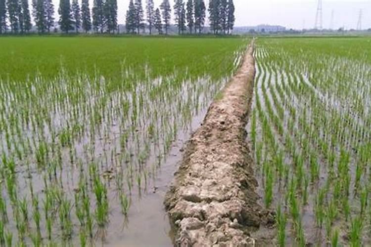 水稻用控失复合肥作基肥一次用多少