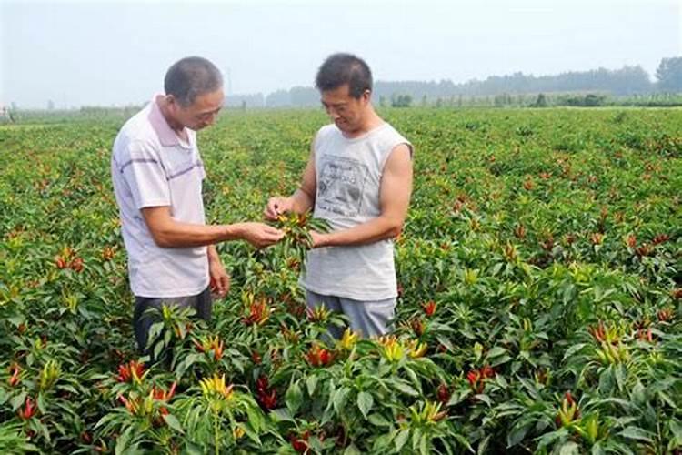 小米椒种植技术和时间 小米椒怎么养