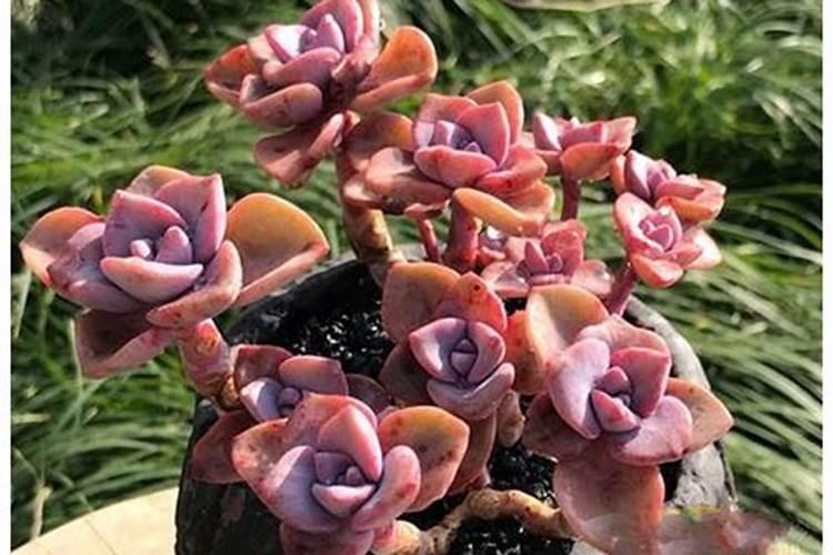 多肉植物用什么肥料比较好？